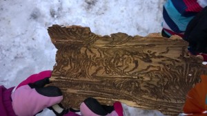 2015-02-24 Naturparkstunde mit Naturfuehrerin Irene (10).JPG